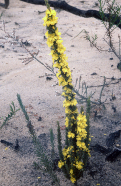 APII jpeg image of Hibbertia empetrifolia  © contact APII