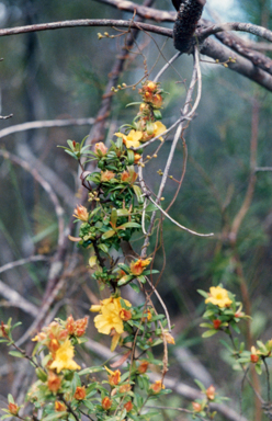 APII jpeg image of Hibbertia stricta  © contact APII