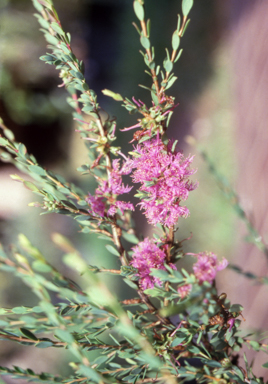 APII jpeg image of Melaleuca thymifolia  © contact APII