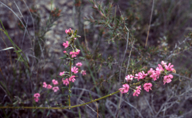 APII jpeg image of Mirbelia rubiifolia  © contact APII