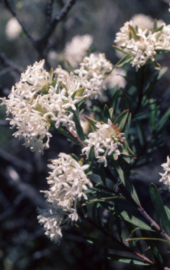 APII jpeg image of Pimelea linifolia subsp. linifolia  © contact APII