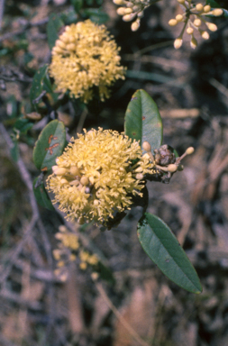APII jpeg image of Pomaderris andromedifolia  © contact APII