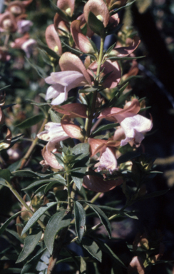 APII jpeg image of Prostanthera magnifica  © contact APII