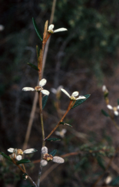 APII jpeg image of Spyridium vexilliferum  © contact APII