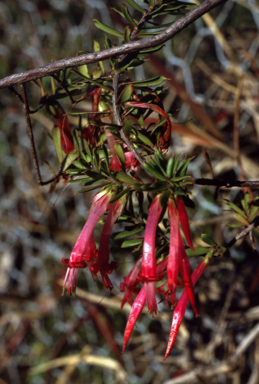 APII jpeg image of Styphelia tubiflora  © contact APII