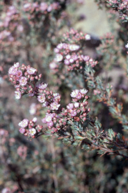 APII jpeg image of Verticordia picta  © contact APII