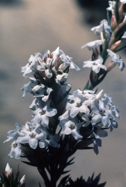 APII jpeg image of Woollsia pungens  © contact APII