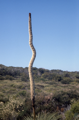 APII jpeg image of Xanthorrhoea australis  © contact APII