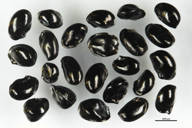 APII jpeg image of Dianella revoluta  © contact APII