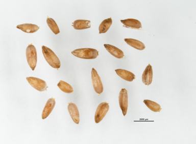 APII jpeg image of Rytidosperma pallidum  © contact APII