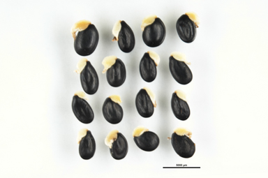 APII jpeg image of Acacia dealbata  © contact APII