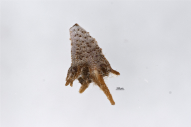 APII jpeg image of Calotis lappulacea  © contact APII