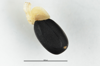 APII jpeg image of Acacia genistifolia  © contact APII