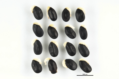 APII jpeg image of Acacia dealbata  © contact APII