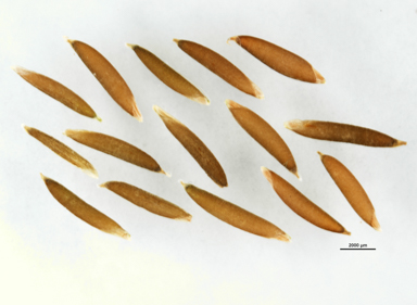 APII jpeg image of Microlaena stipoides var. stipoides  © contact APII