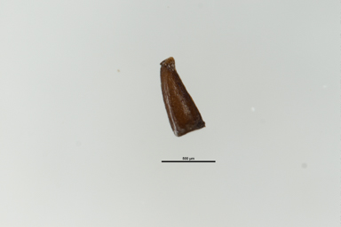 APII jpeg image of Melaleuca glaberrima  © contact APII