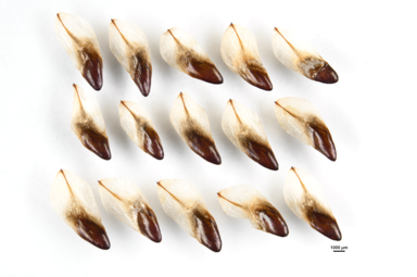 APII jpeg image of Allocasuarina littoralis  © contact APII