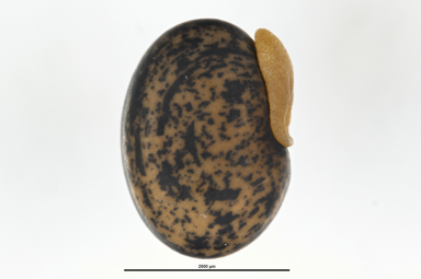 APII jpeg image of Daviesia genistifolia  © contact APII