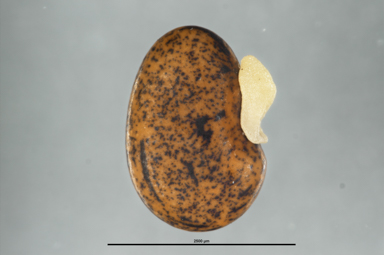 APII jpeg image of Daviesia mimosoides  © contact APII