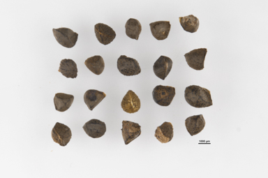 APII jpeg image of Bulbine bulbosa  © contact APII