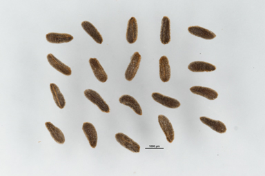 APII jpeg image of Leptospermum namadgiense  © contact APII