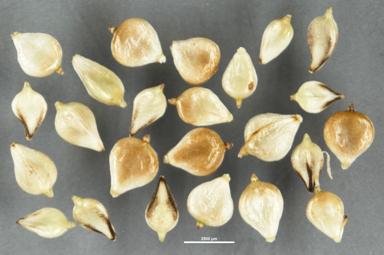 APII jpeg image of Bolboschoenus caldwellii  © contact APII