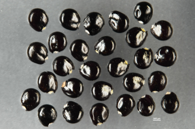 APII jpeg image of Ranunculus acrophilus  © contact APII