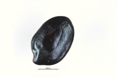 APII jpeg image of Senna costata  © contact APII