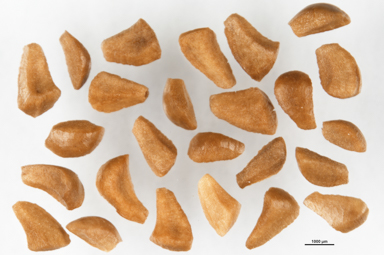 APII jpeg image of Eremaea acutifolia  © contact APII