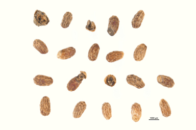 APII jpeg image of Prostanthera prunelloides  © contact APII