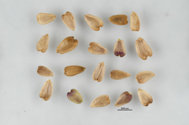 APII jpeg image of Brachyscome obovata  © contact APII