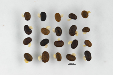 APII jpeg image of Bossiaea foliosa  © contact APII