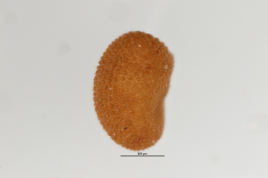 APII jpeg image of Triplarina nowraensis  © contact APII