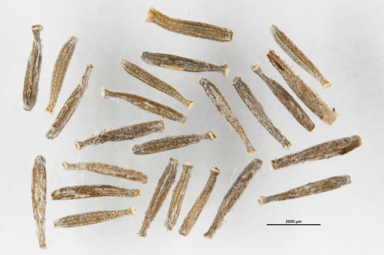 APII jpeg image of Senecio macrocarpus  © contact APII