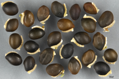 APII jpeg image of Hovea montana  © contact APII