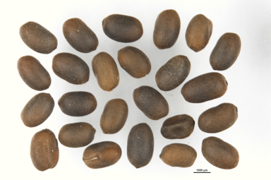 APII jpeg image of Geranium neglectum  © contact APII