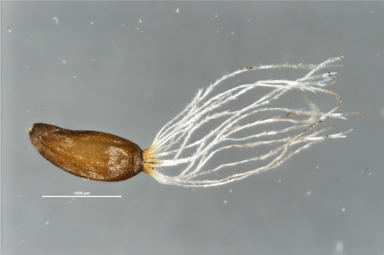 APII jpeg image of Leptorhynchos elongatus  © contact APII