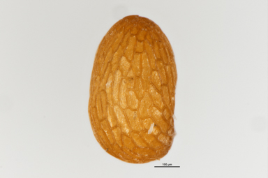 APII jpeg image of Epacris petrophila  © contact APII