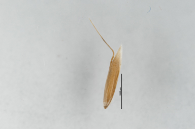 APII jpeg image of Deyeuxia crassiuscula  © contact APII