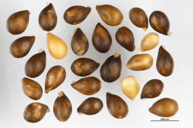 APII jpeg image of Viola betonicifolia  © contact APII