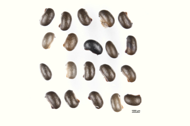 APII jpeg image of Nematolepis ovatifolia  © contact APII