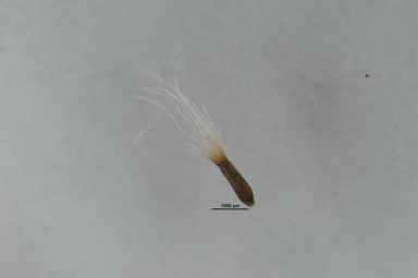 APII jpeg image of Ozothamnus cupressoides  © contact APII