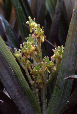 APII jpeg image of Astelia psychrocharis  © contact APII