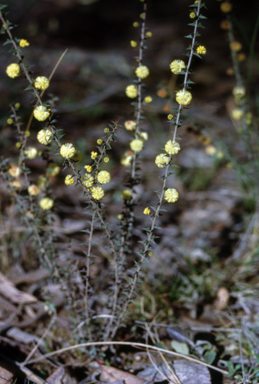 APII jpeg image of Acacia gunnii  © contact APII