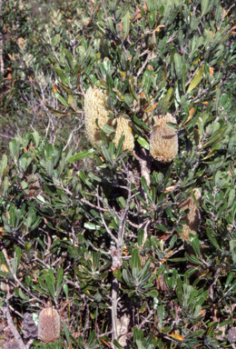APII jpeg image of Banksia serrata  © contact APII