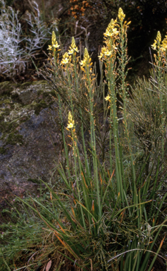 APII jpeg image of Bulbine bulbosa  © contact APII