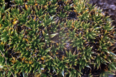 APII jpeg image of Colobanthus pulvinatus  © contact APII