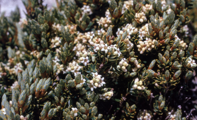 APII jpeg image of Leucopogon montanus  © contact APII