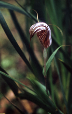 APII jpeg image of Pterostylis coccinea  © contact APII