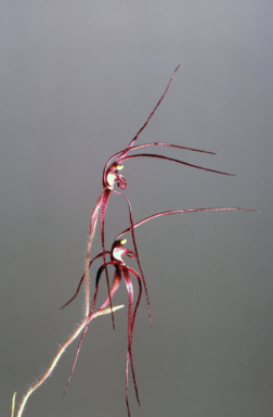 APII jpeg image of Caladenia filamentosa  © contact APII